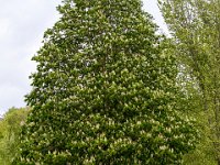 MGV Brockhausen 2018  01.Mai 2018 Frühschoppen in Eisborn